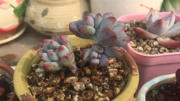 多肉怎么才能长出侧芽,多肉怎么才能爆出侧芽