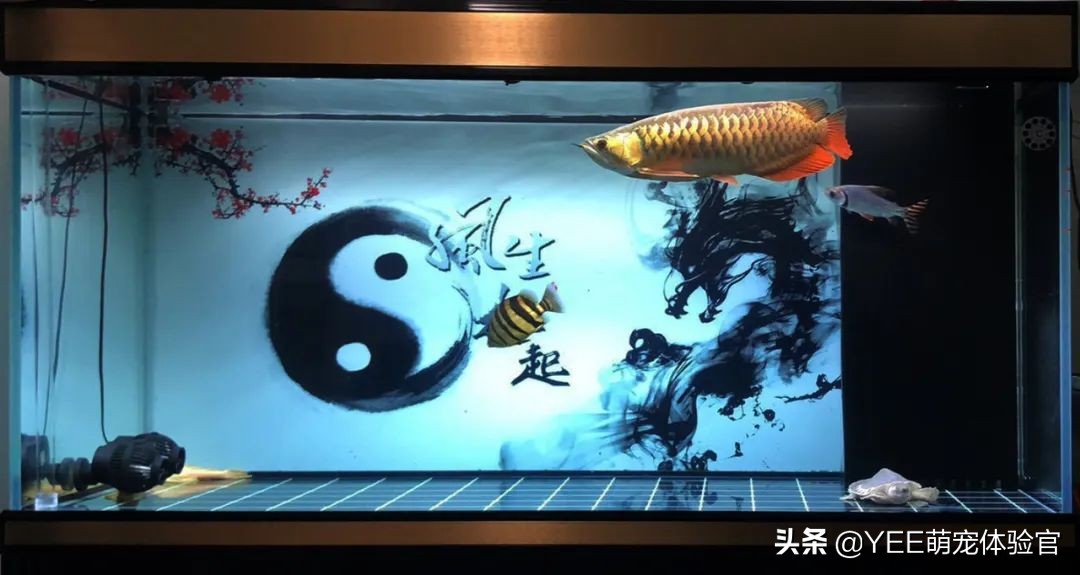 鱼缸四大神兽寓意,鱼缸四大神兽要不要魟鱼