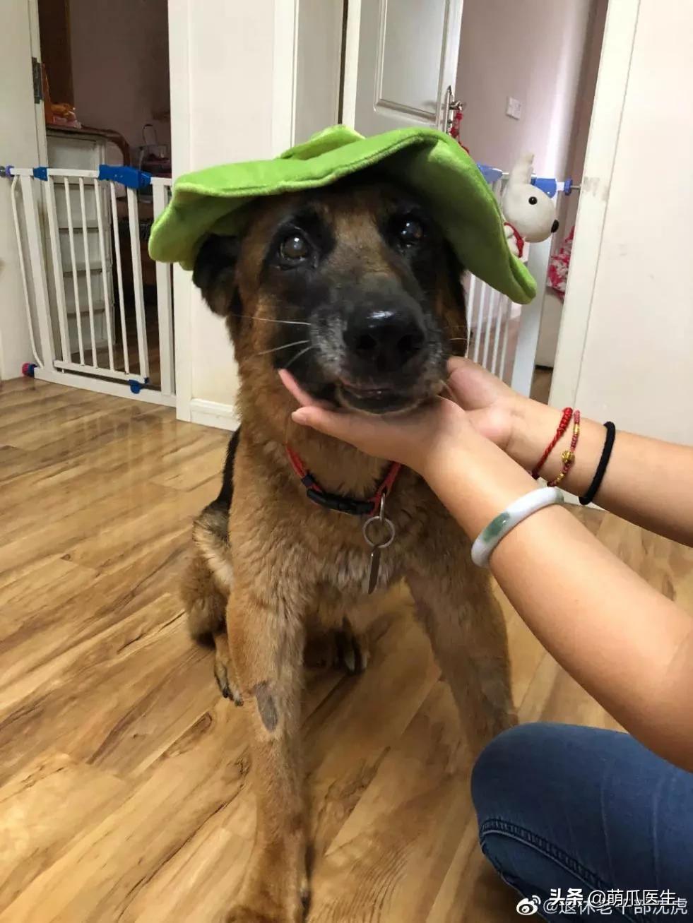 长得最像狼的狗,最帅狗