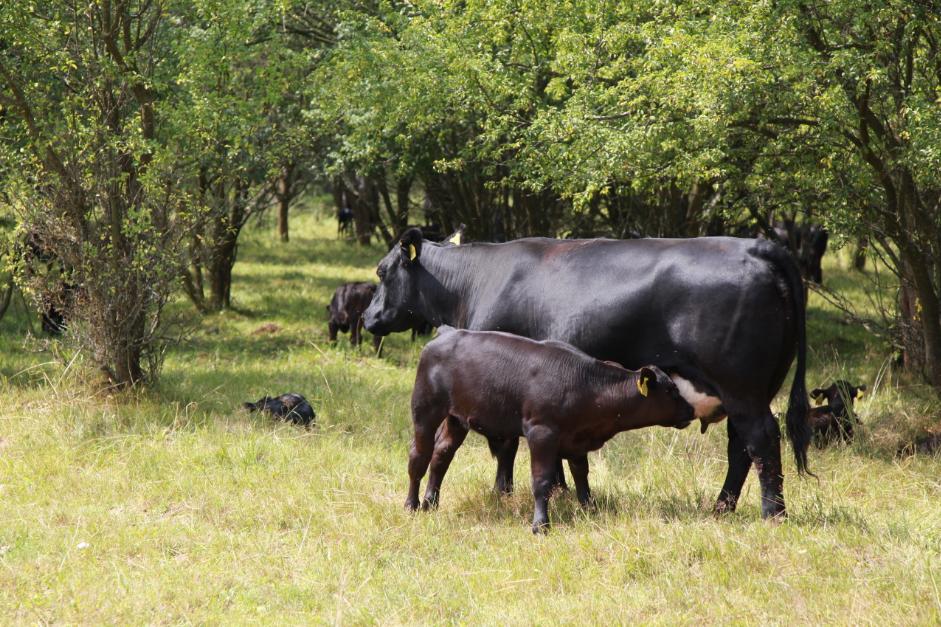 hipp德国喜宝发布会,hipp喜宝有机奶德国版怎么样