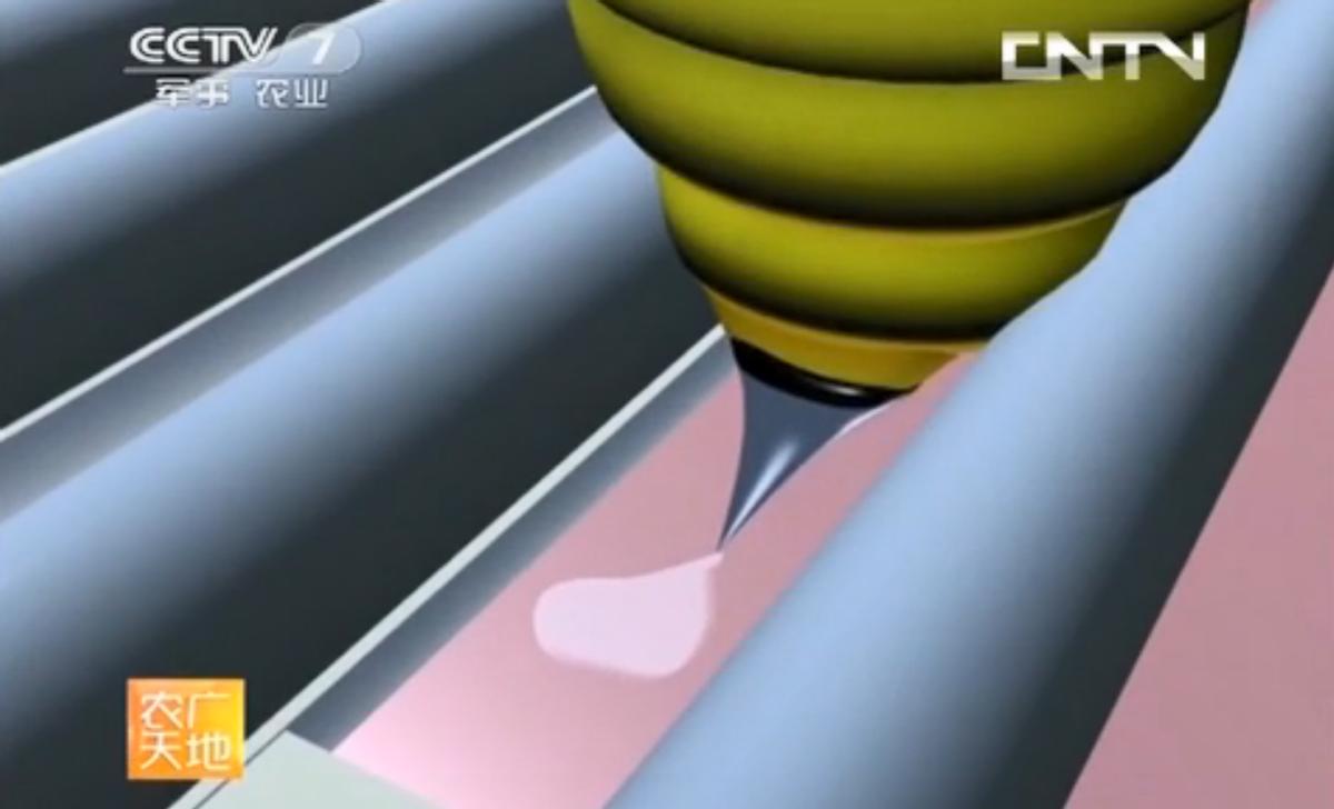 蜜蜂养殖与采蜜的区别和联系,养殖蜜蜂有没有毒