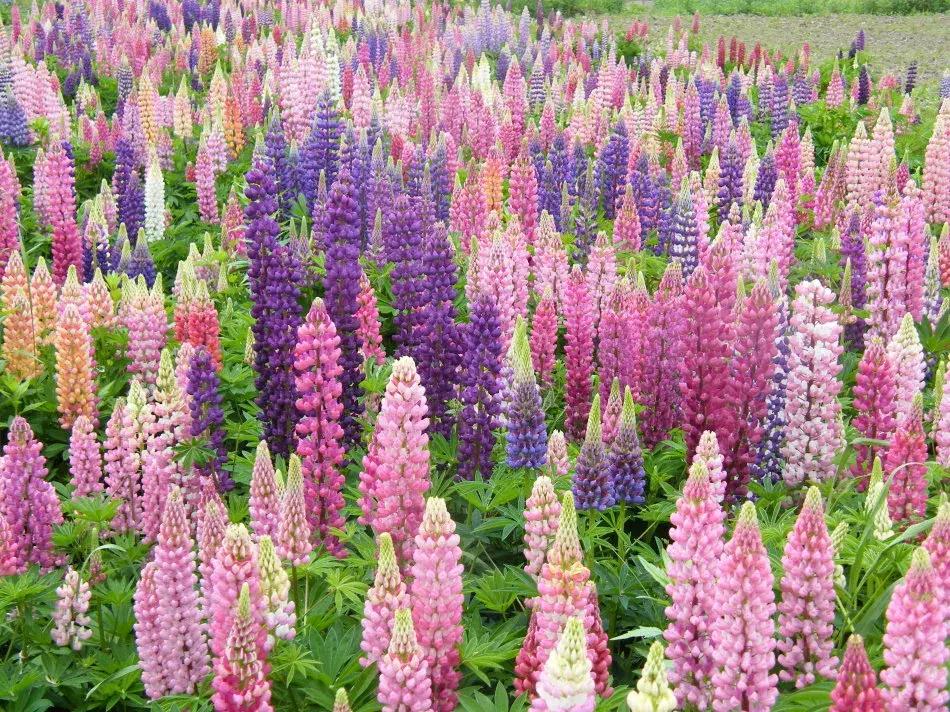 好书推荐快来领取你的宝藏书单,100种百花图谱大全