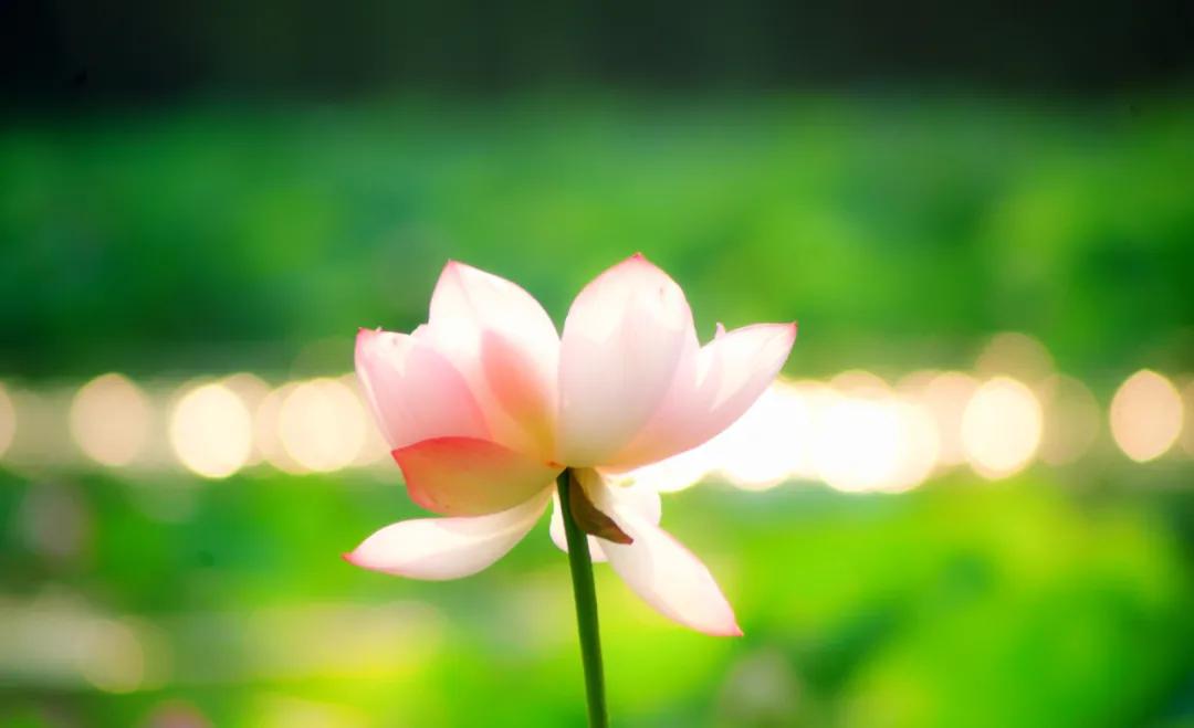 十首著名的荷花诗莲花别样红,最有韵味的荷花十首诗词