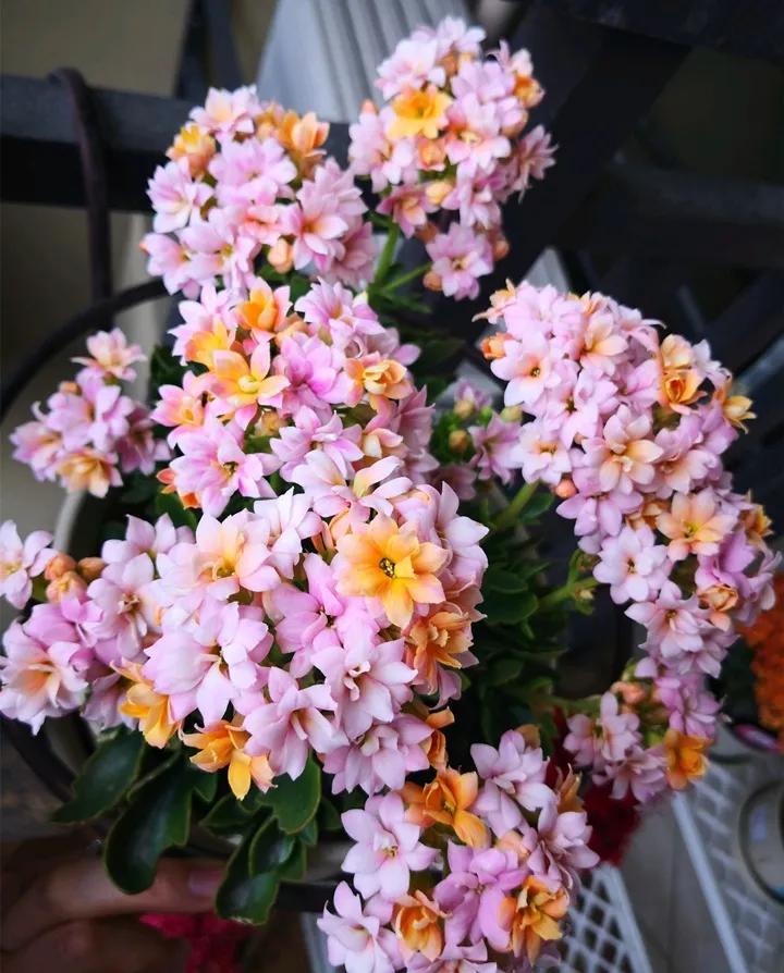 长寿花，寓意好、开花漂亮，花期长，品种多达300个