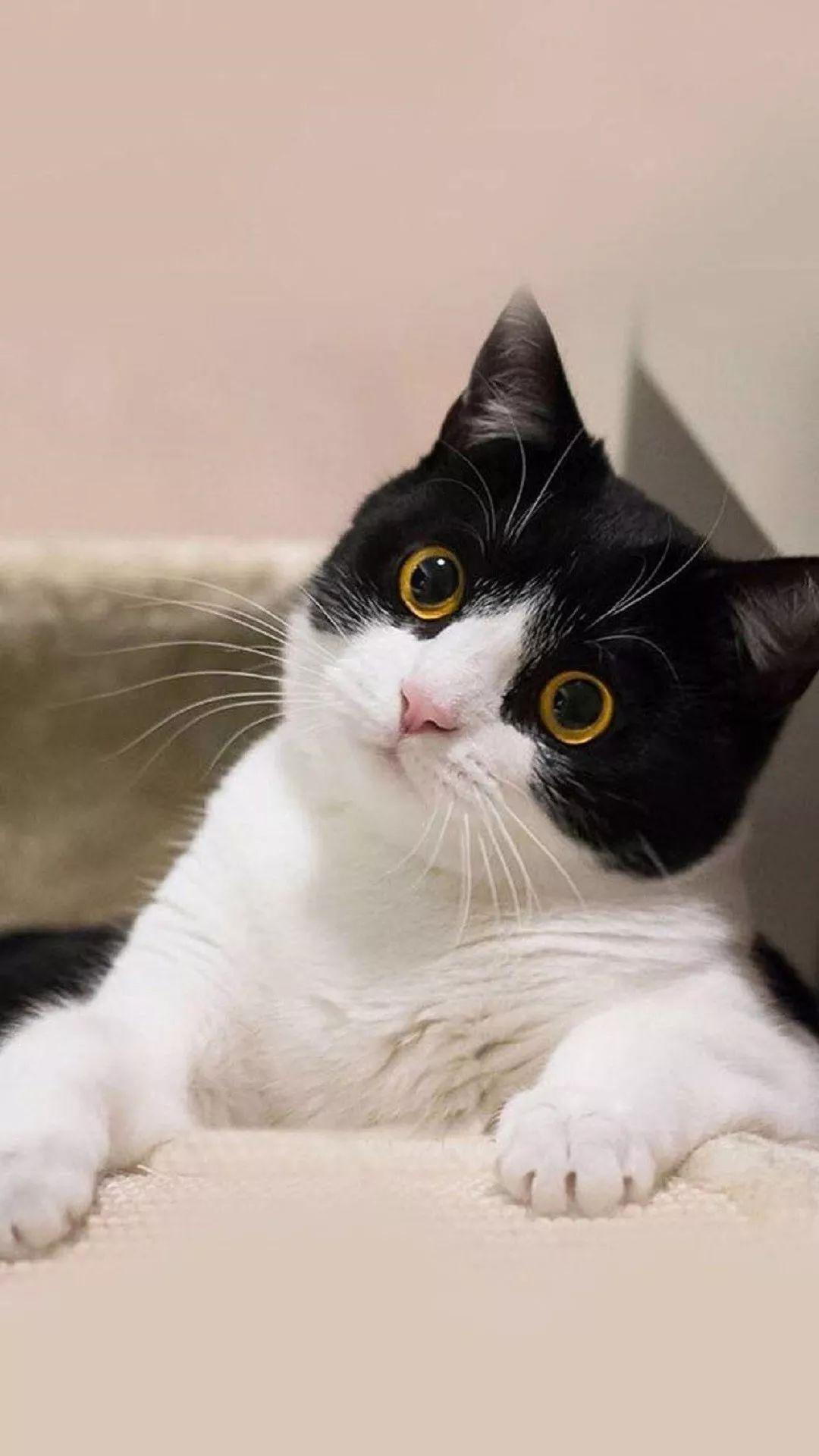 老虎壁纸超清4k手机壁纸iphone,iphone壁纸4k佛像壁纸