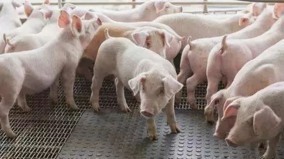 快看！非洲猪瘟终于找到有效的预防方案了，大户都是这样做的