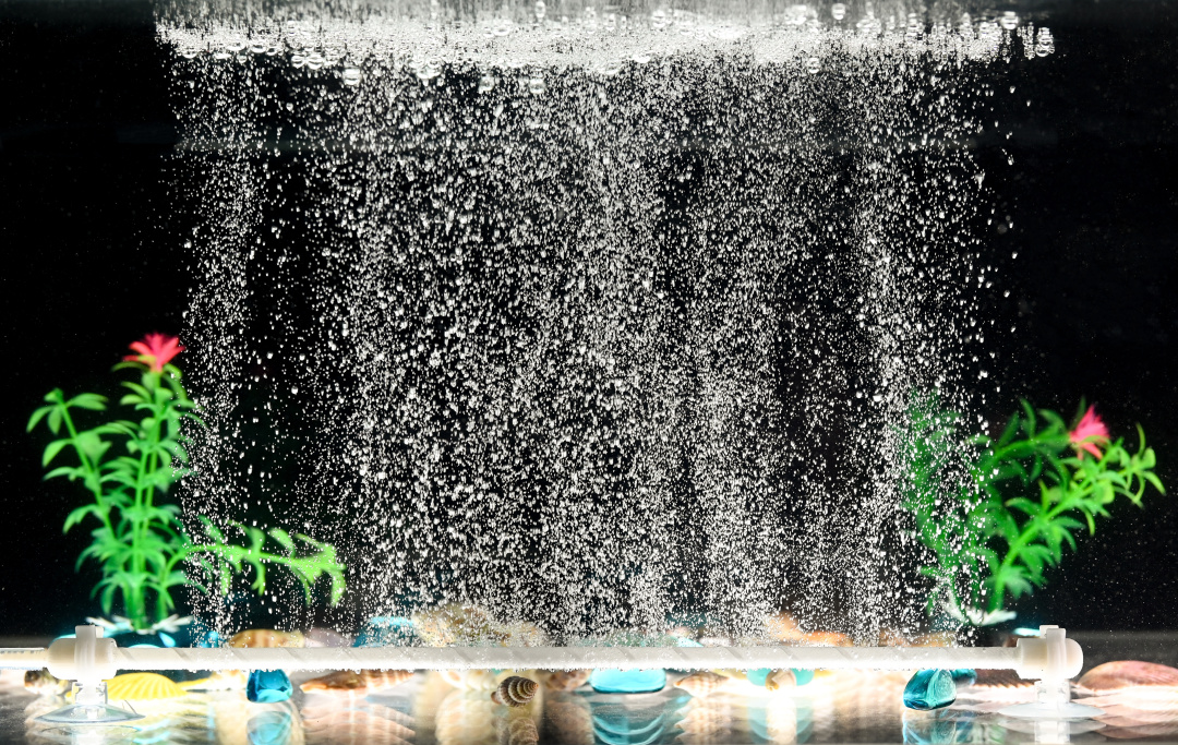 外面买的鱼为什么养不久,为什么你养的金鱼养不活