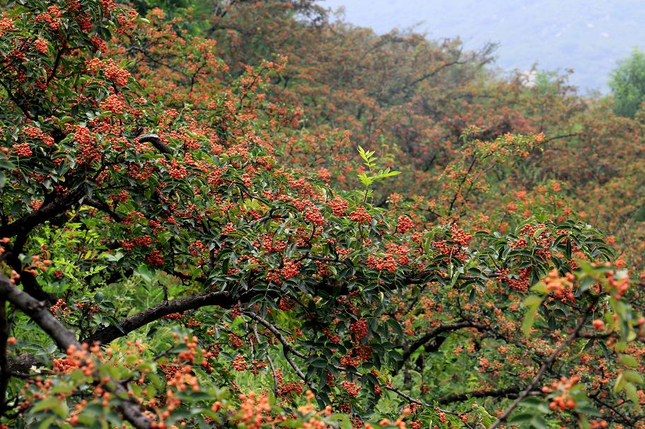 花椒红了甘肃武都,花椒红了陕西富平