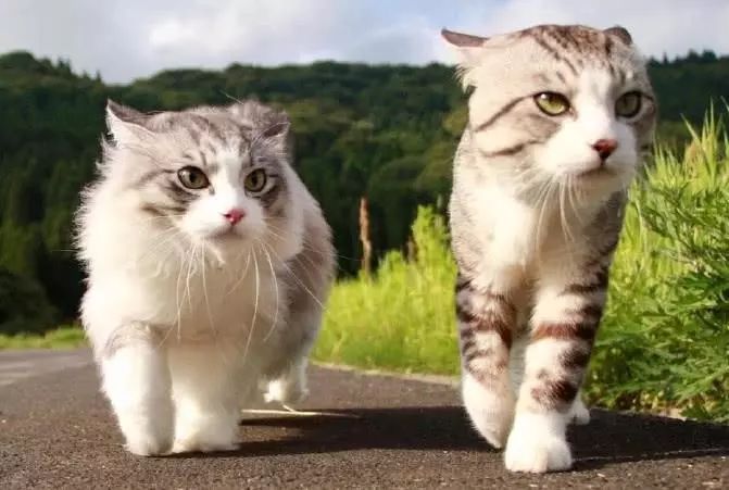 从来没出过家门的猫咪可以出门吗,从来没出过门的猫咪能带出去玩吗