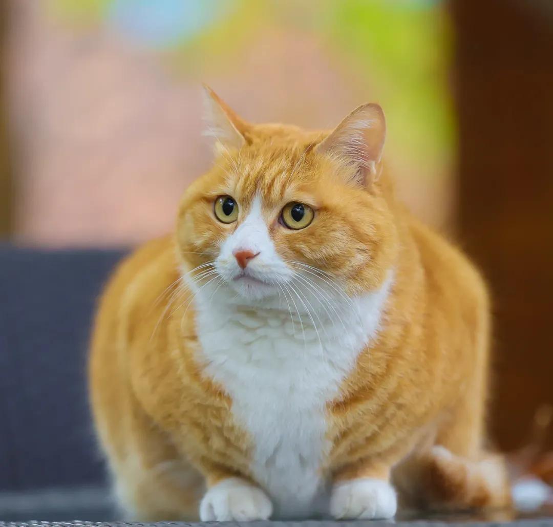 听说我没有脖子？