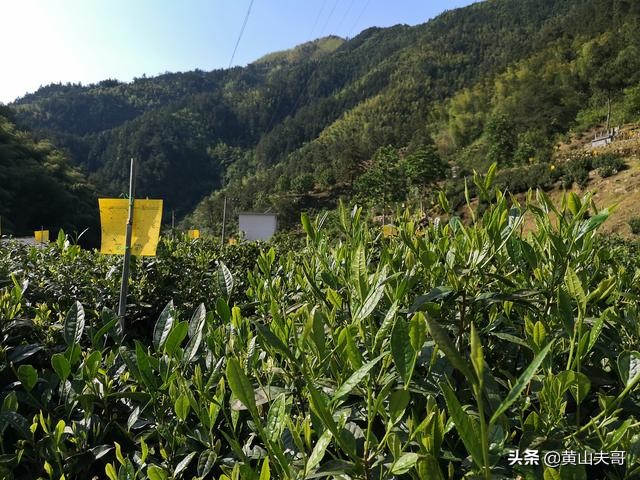 黄山最吓人景区,黄山爬山最吓人的地方