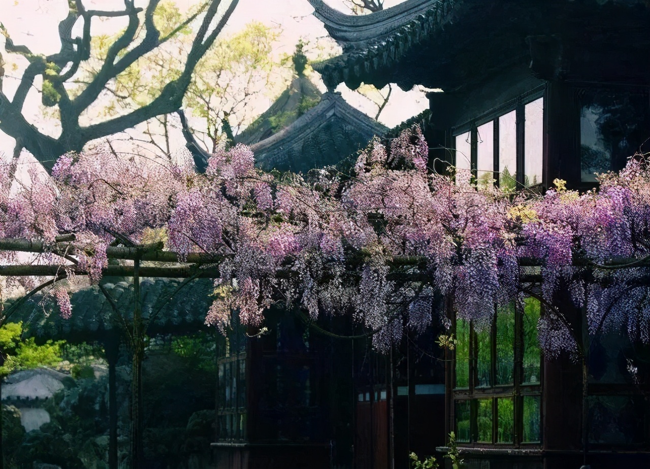 鑻忓窞鍥灄vs鏉窞瑗挎箹,鏉窞瑗挎箹vs鑻忓窞鍥灄