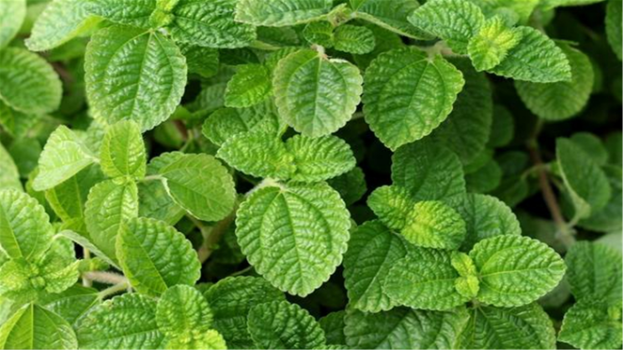 小盆栽植物薄荷盆栽,什么薄荷盆栽好吃又漂亮