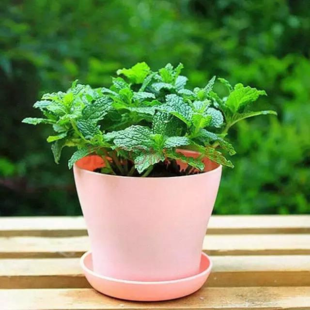 哪种植物花香助眠,安眠植物