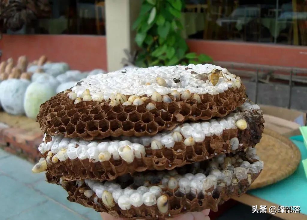 在农村有什么好的项目可以致富,在农村发展有什么好项目