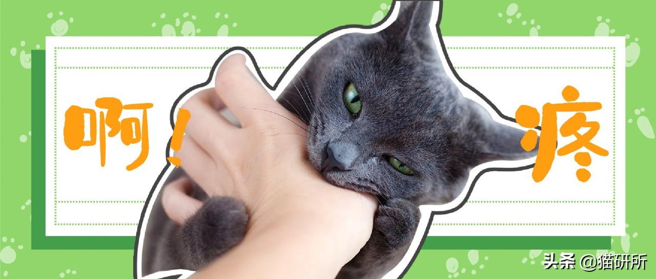 跟猫咪玩耍的时候它咬人,猫咪咬人怎么办一招教你制服