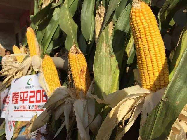 棒大优质高产,玉米品种超级大棒王