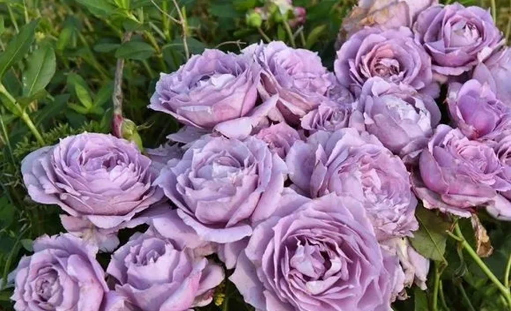 100种月季品种大全集,适合地栽的蓝紫色月季有哪些