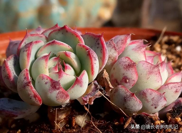 多肉姬莲系列哪个品种最好看,姬莲系的多肉有哪些品种