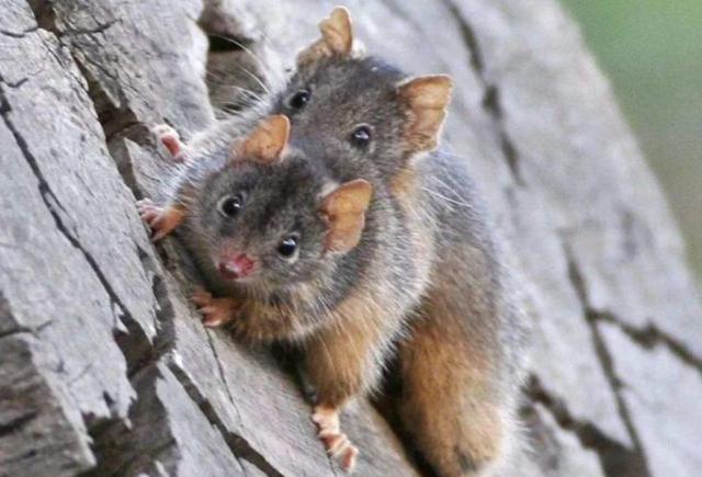 为什么不能无性繁殖,为什么无性生殖繁殖速度快