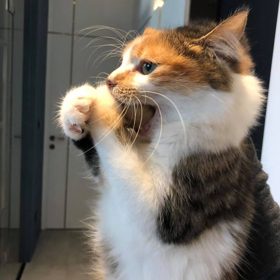 今日萌图,仓鼠身上长了疑似肿瘤的东西