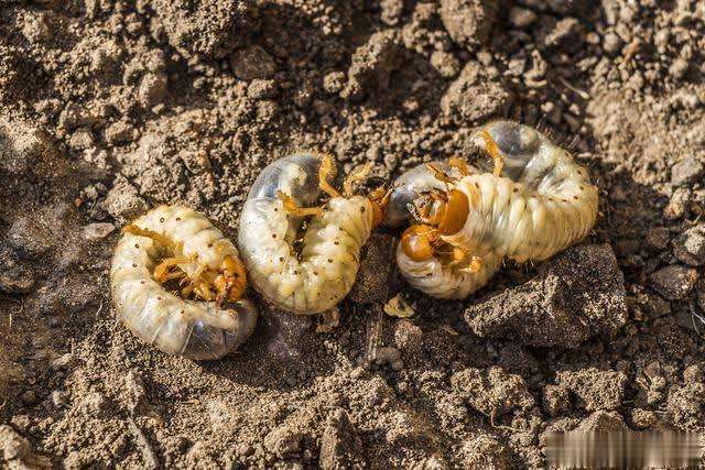 蔬菜地下害虫怎么治,蔬菜土里防虫药有效吗