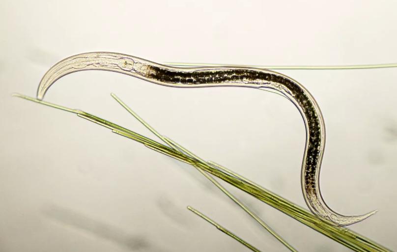 日本新型病毒是真的吗,蜱虫传染的新型病毒