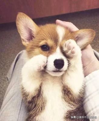 高颜值肌肉奶狗,什么样的小奶狗最可爱