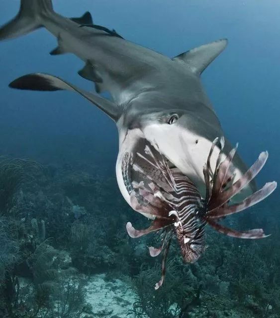 神秘的顶级海底照片难得一见,罕见海底美人照片