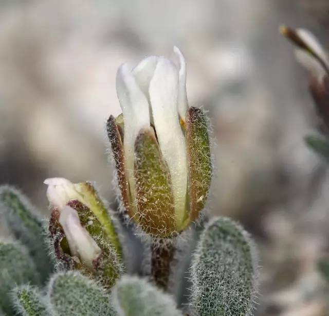 几款好看又好养的多肉,好养且易爆盆的多肉