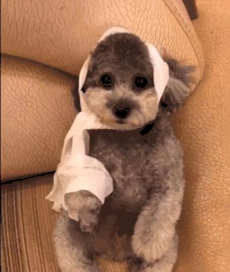 狗狗撕纸大全,狗狗为什么总是喜欢咬纸撕纸