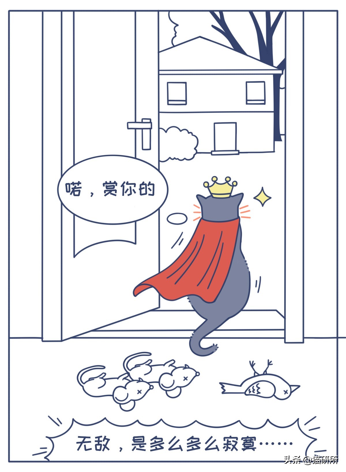 对猫的误解狂犬病,关于猫的冷知识有哪些