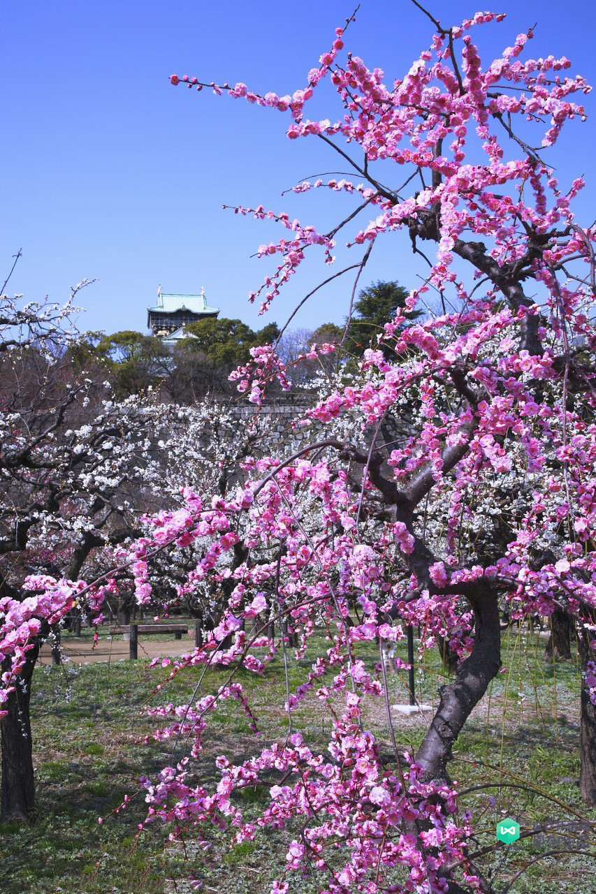 院子适合种的花和设计,庭院设计植物大全