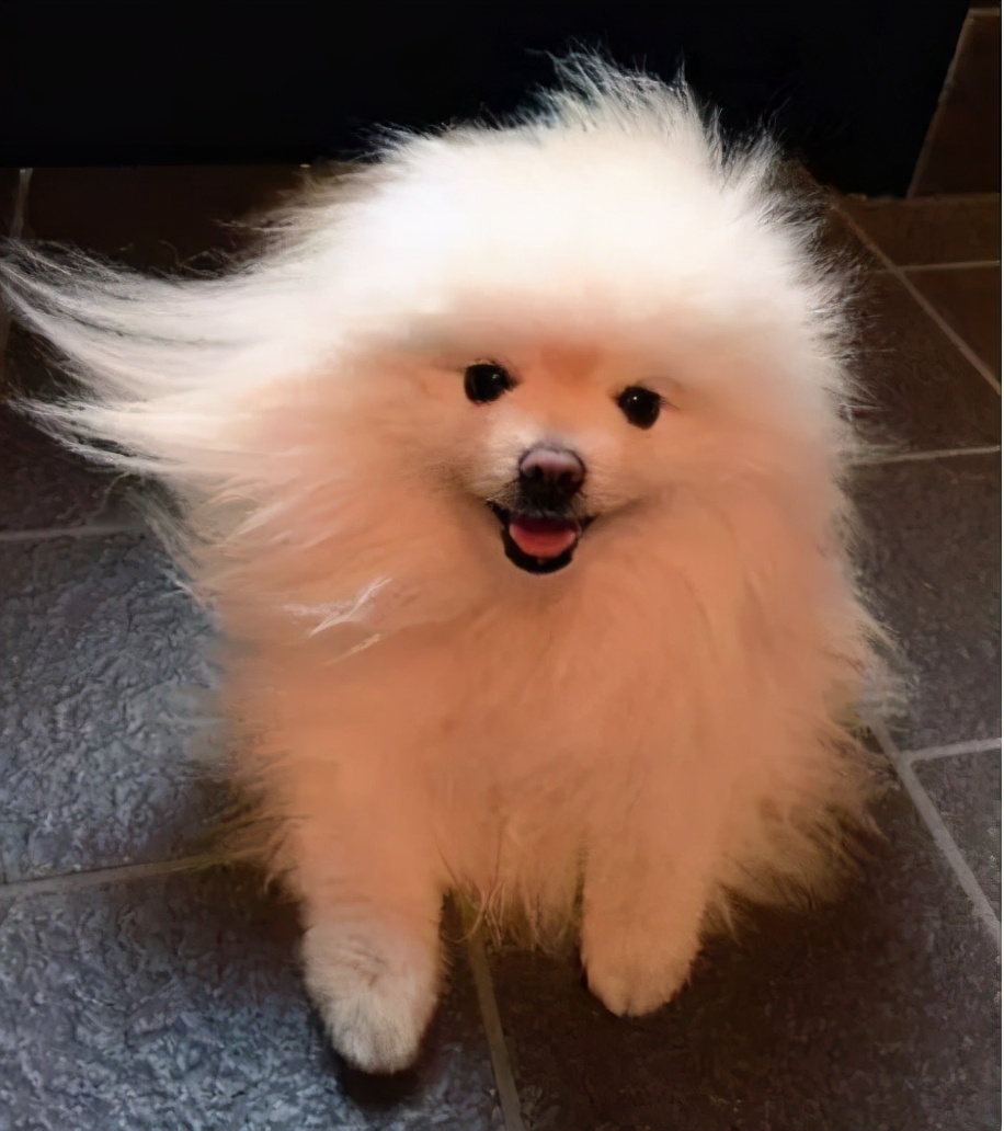 博美犬怎么养才爆毛,博美犬该怎么养毛更好