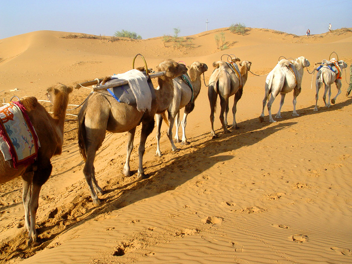 宁夏到新疆旅游攻略必去景点,宁夏沙坡头三日游自助旅游攻略