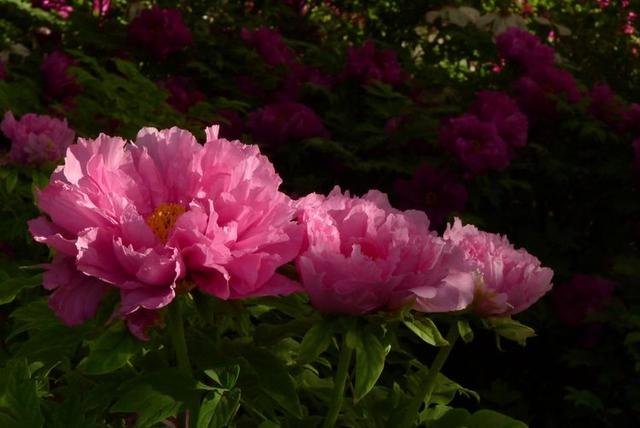 洛阳牡丹花摄影,中国牡丹花开摄影