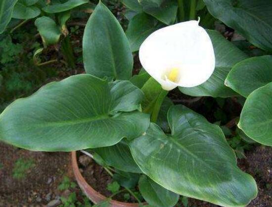 水养马蹄莲花朵发黄焦边干枯,夏天马蹄莲叶子发黄解决办法