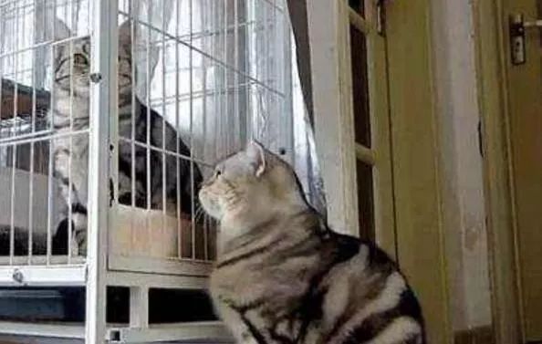 辟谣!猫咪发情用棉签可以止住?小心猫咪患上子宫蓄脓