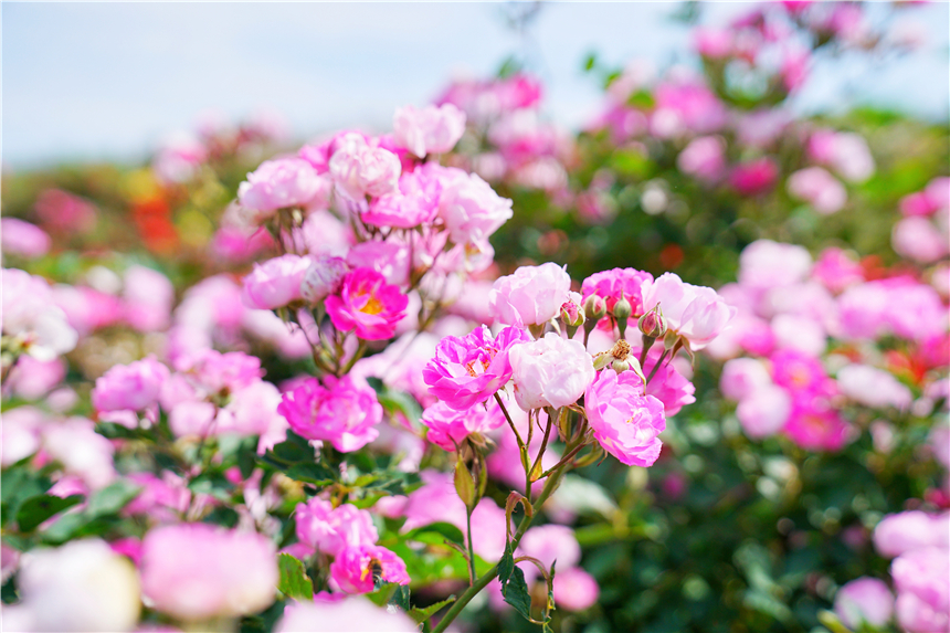 初夏河南,找寻童心,邂逅伏羲山的斜阳,一颗心萌化在云上牧场