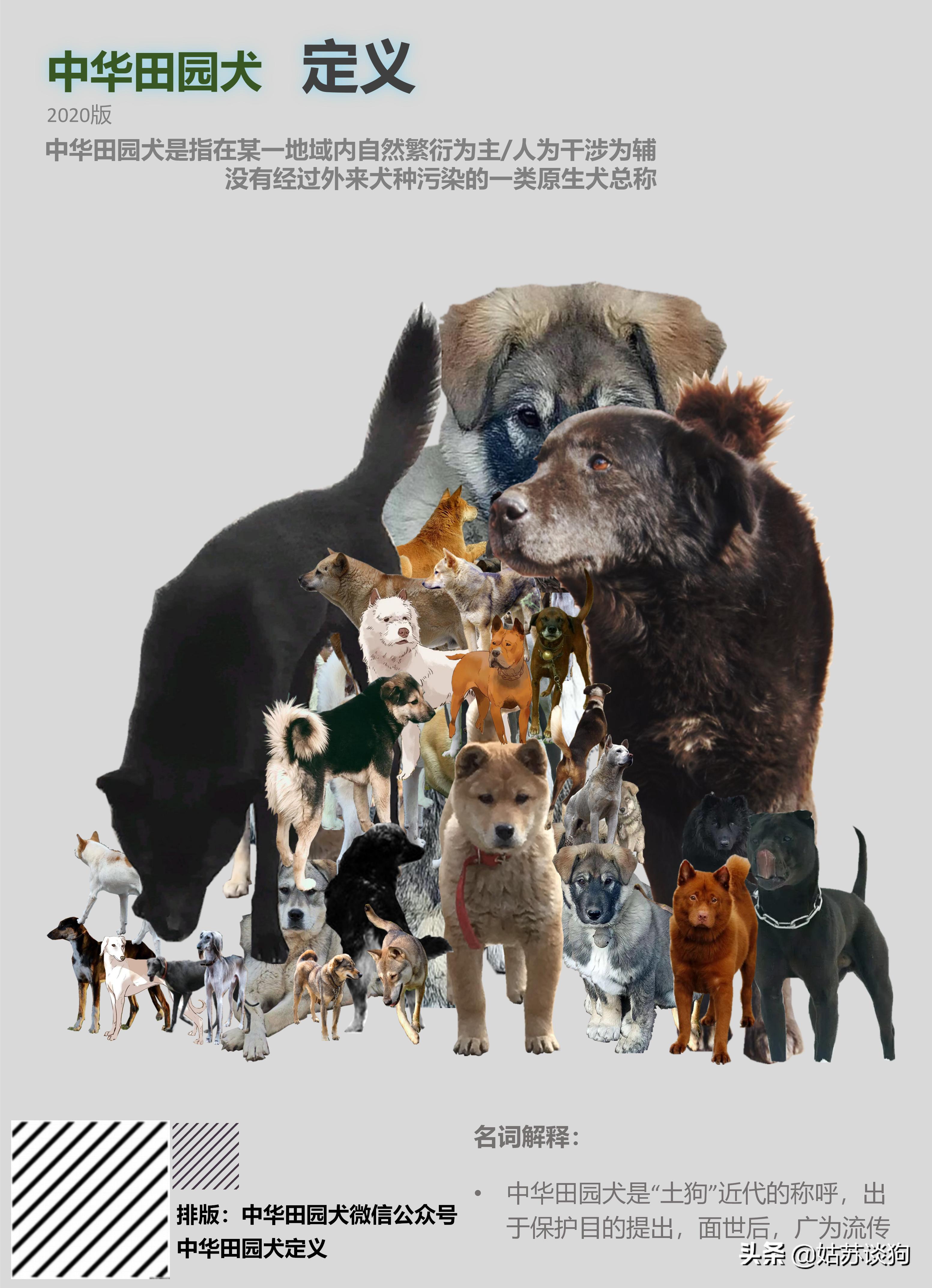 土狗毛多的好还是毛少好,农村土狗为什么越来越少