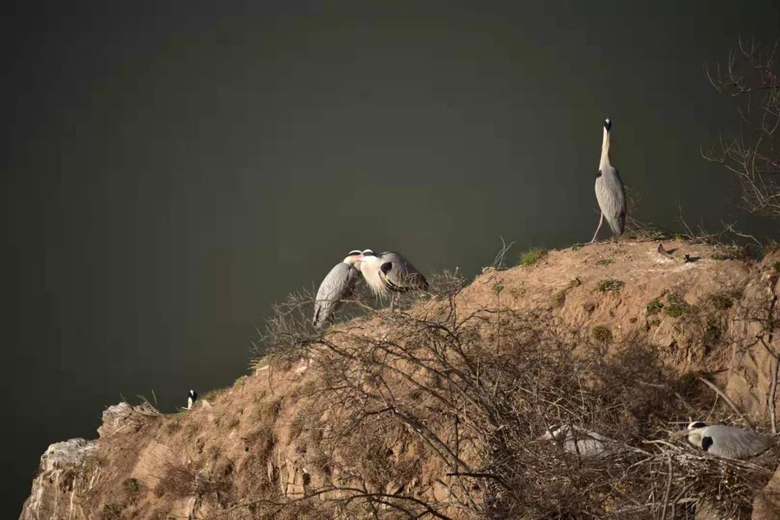 春暖桃花开的视频,春暖桃花开长视频