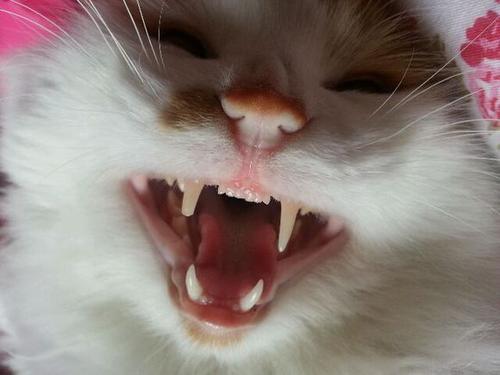 怎么判断猫咪牙齿断得严重不严重,猫为什么会断牙