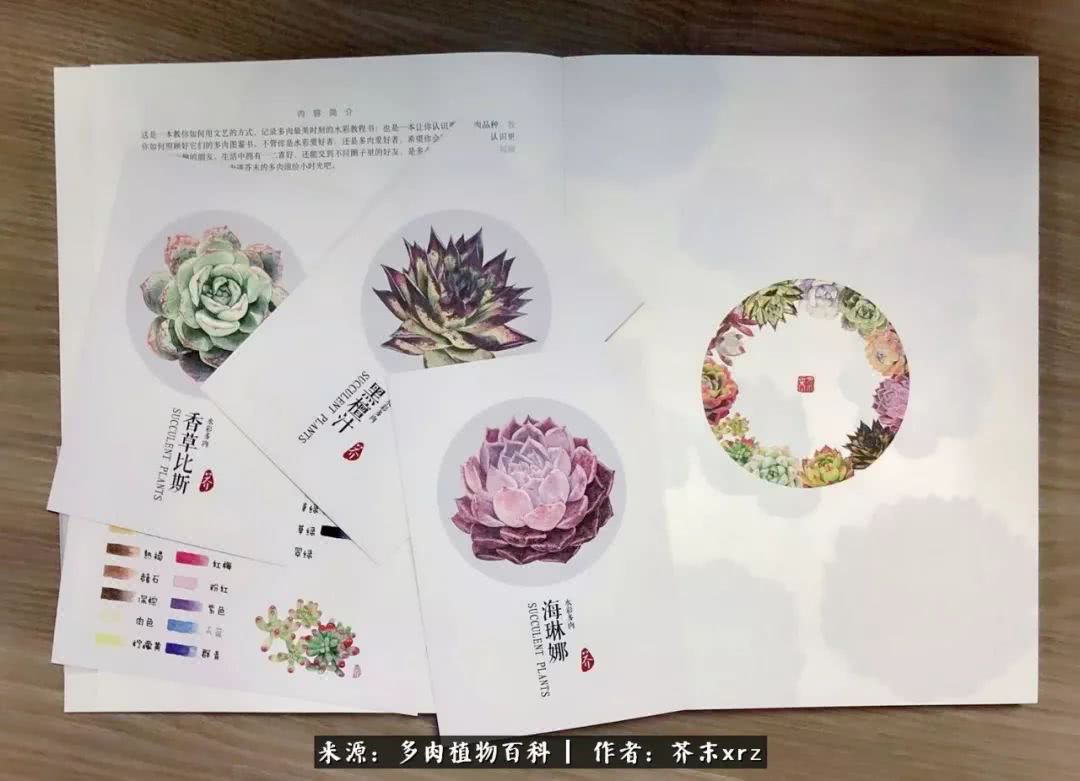 那个爱画多肉的小姑娘带着她的心头肉又来啦！