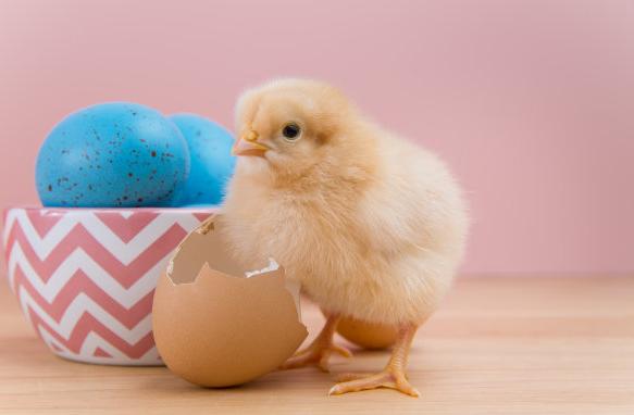 肉鸡的防疫流程,肉鸡防疫