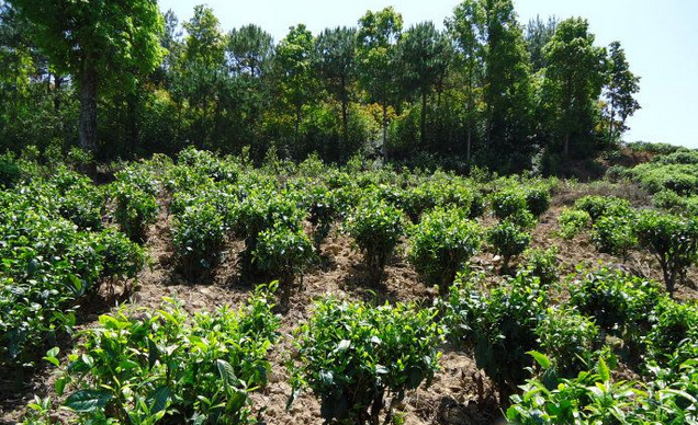 台地茶叶和古树茶叶的区别,古树茶属于乔木茶还是灌木茶