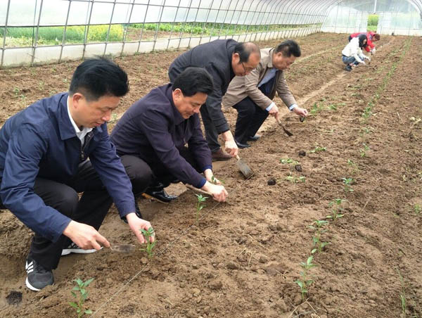 舒城城关镇：大棚里，一份关爱，十份收获