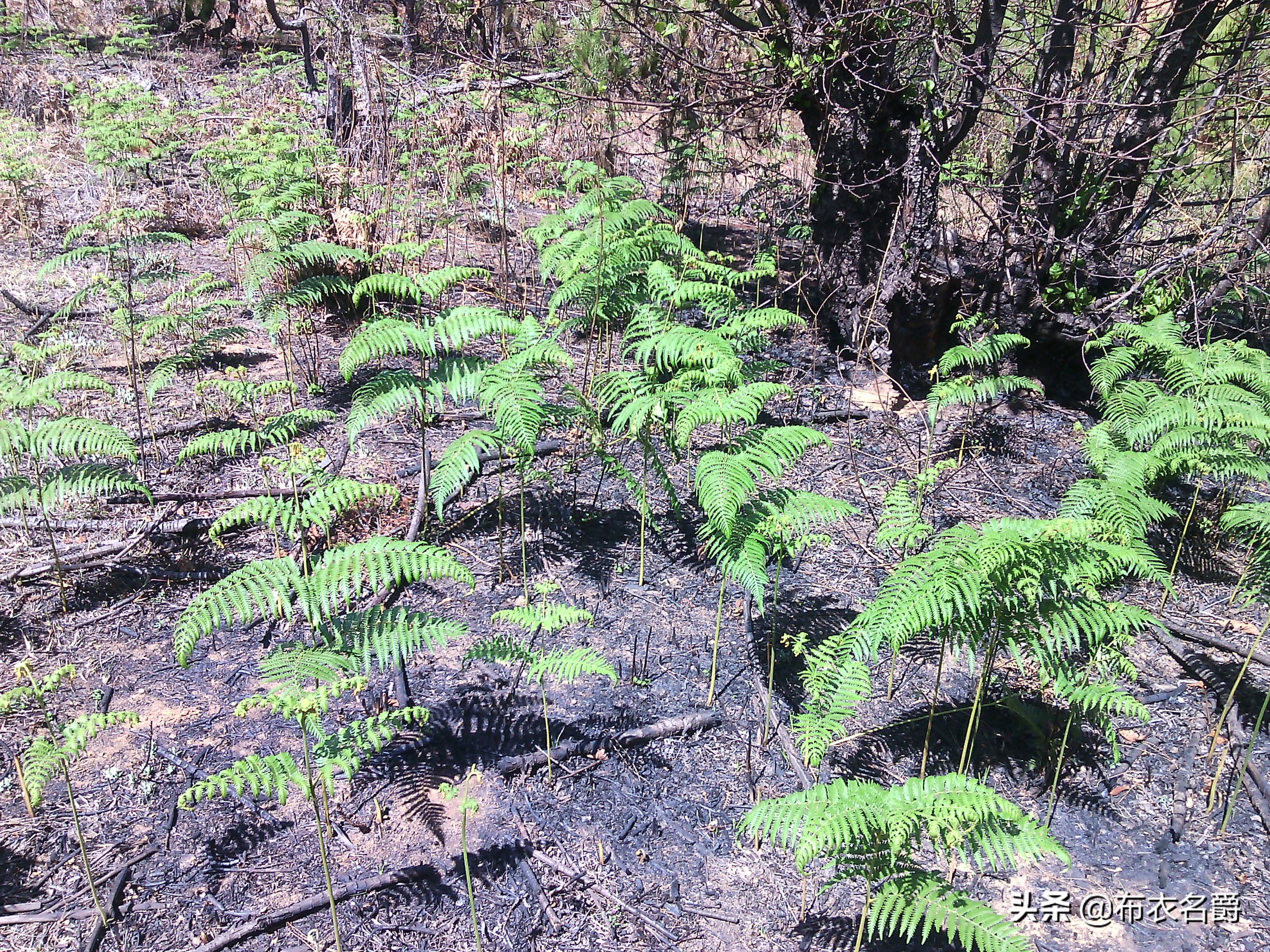 兽医门诊：论治犬传染性肝炎