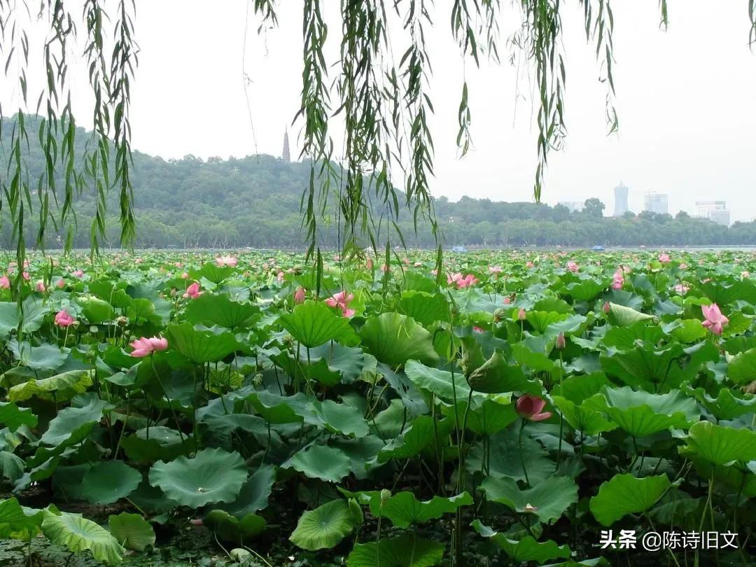 杨万里游西湖赏荷花,杨万里关于荷花的经典诗句