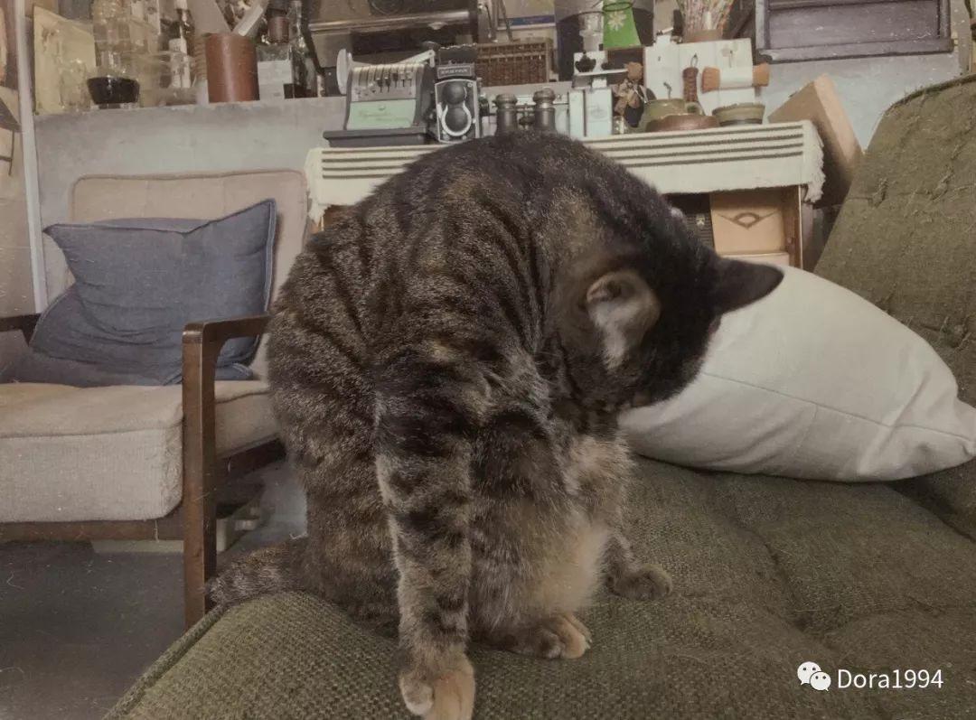 深圳适合放松的咖啡厅,深圳适合一个人打卡拍照的咖啡厅