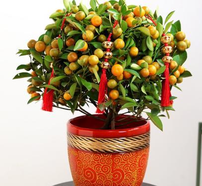 红红火火过年养什么花好,南方春节什么花好看又好养
